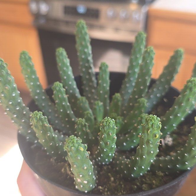 Photo of the plant species Euphorbia inermis by @KindChards11 named Daphne on Greg, the plant care app