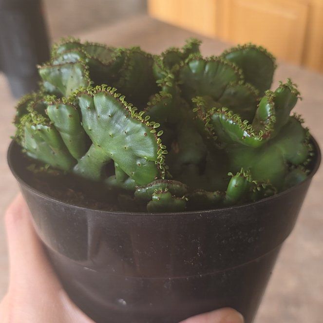 Photo of the plant species Medusa's Head by @KindChards11 named Orlando Bloom on Greg, the plant care app