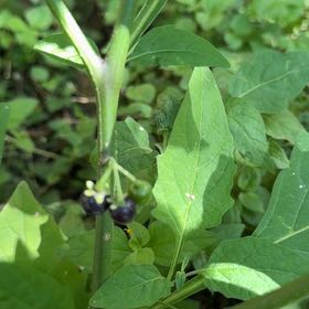 Photo of the plant species American Black Nightshade by @VastFicus18 named Fernie Mac on Greg, the plant care app