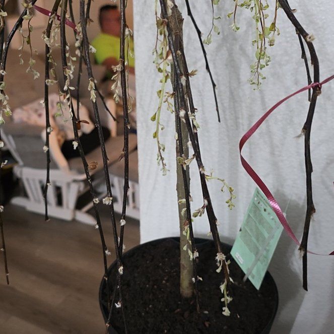 Photo of the plant species Dwarf Pussy Willow by @FitTievine38 named Orwell on Greg, the plant care app