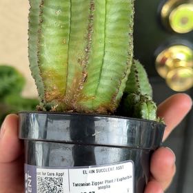 Photo of the plant species Tanzania Zipper Plant by @SirBlueash38 named Nemo on Greg, the plant care app