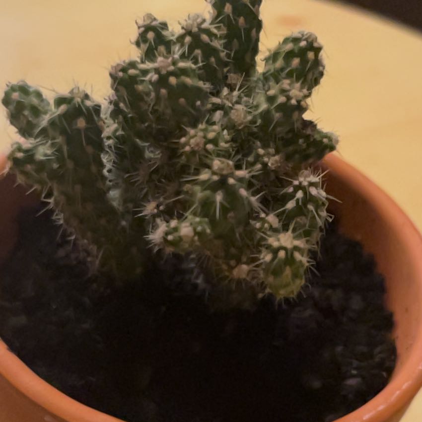Photo of the plant species Chain-Link Cholla by @MagicalLoquat67 named Señor Chico on Greg, the plant care app