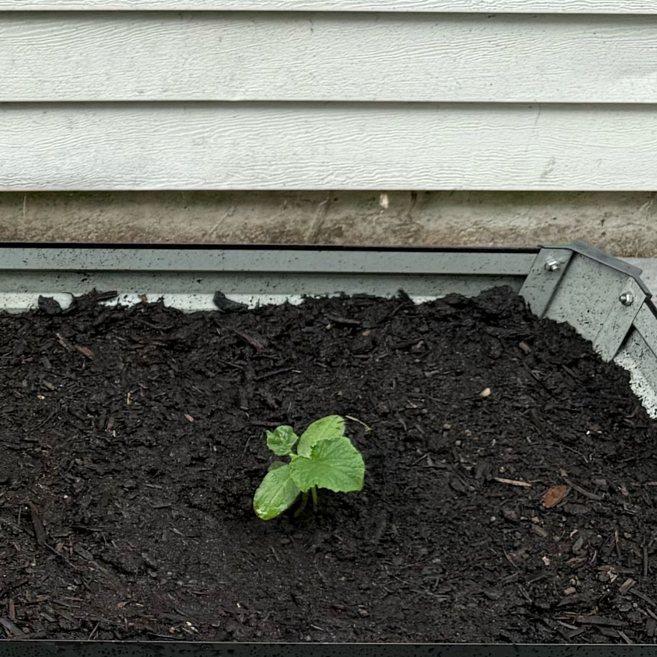 Photo of the plant species Cucumber by @Rychay named Harper on Greg, the plant care app