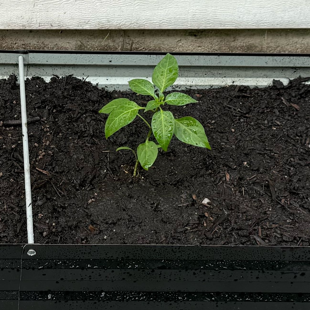 Photo of the plant species Jalapeno Pepper by @Rychay named Pax on Greg, the plant care app