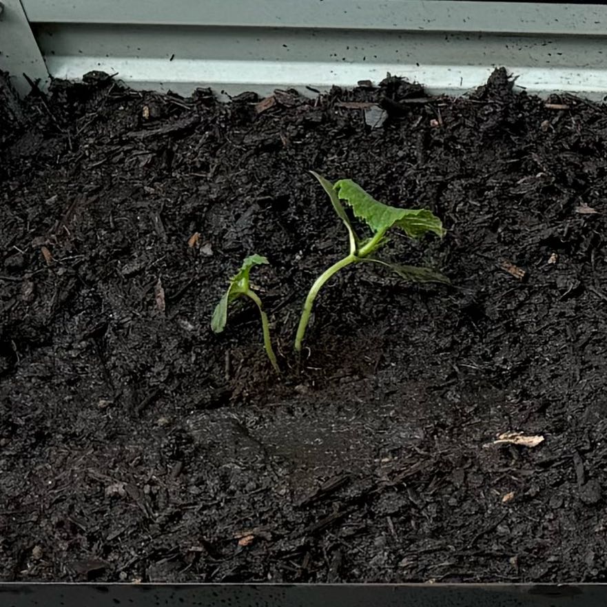 Photo of the plant species Cucumber by @Rychay named Athena on Greg, the plant care app