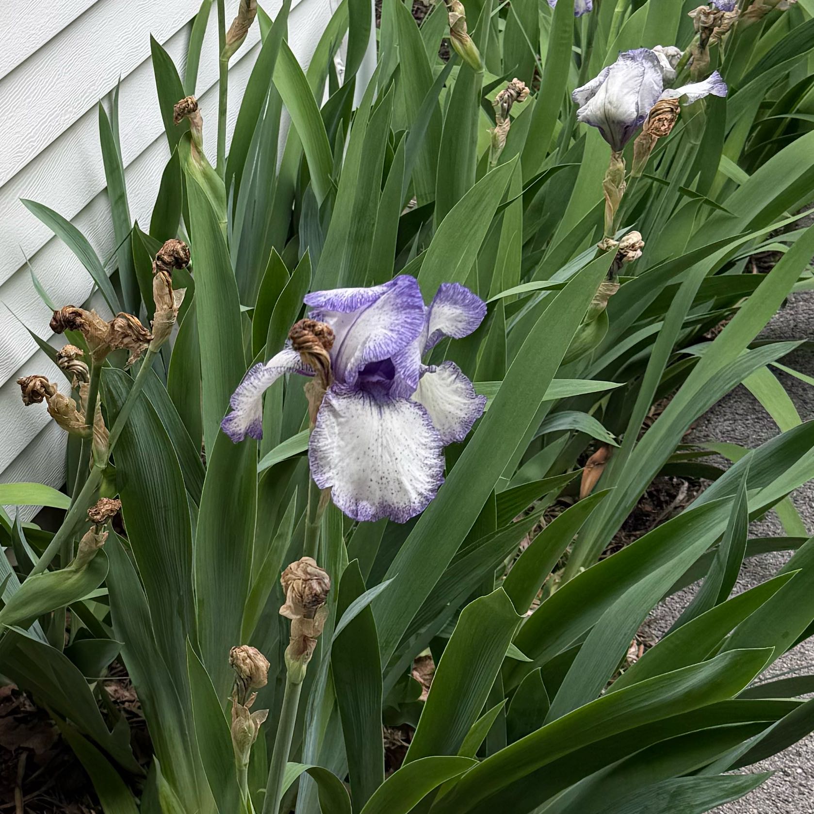Photo of the plant species Crimean Iris by @Rychay named Orlando Bloom on Greg, the plant care app
