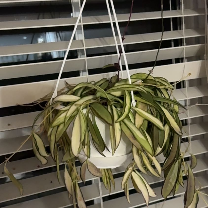 Photo of the plant species Hoya wayetti by @VipTurkeyoak85 named Ulysses S Plant on Greg, the plant care app
