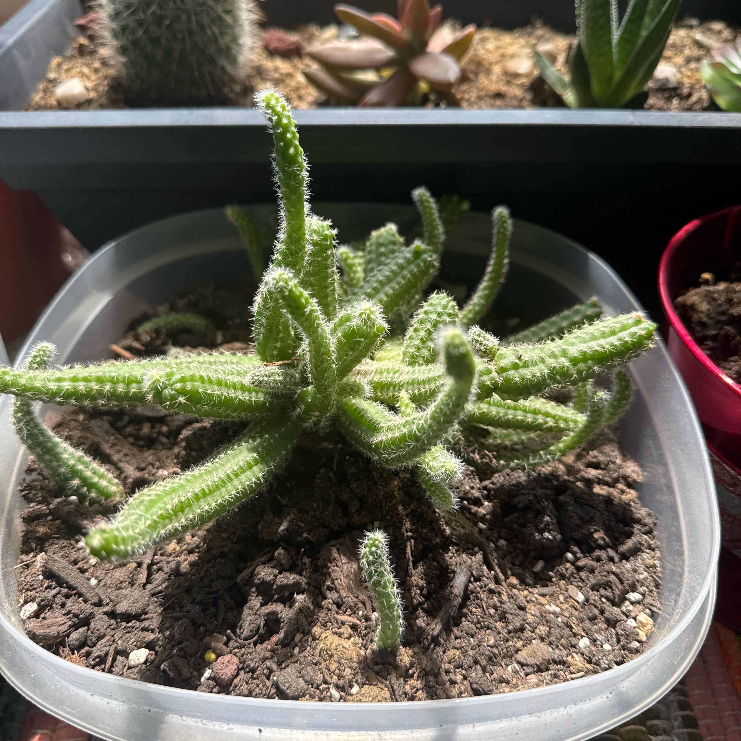 Photo of the plant species Peanut Cactus by @HunkyTutu26 named Dolores on Greg, the plant care app