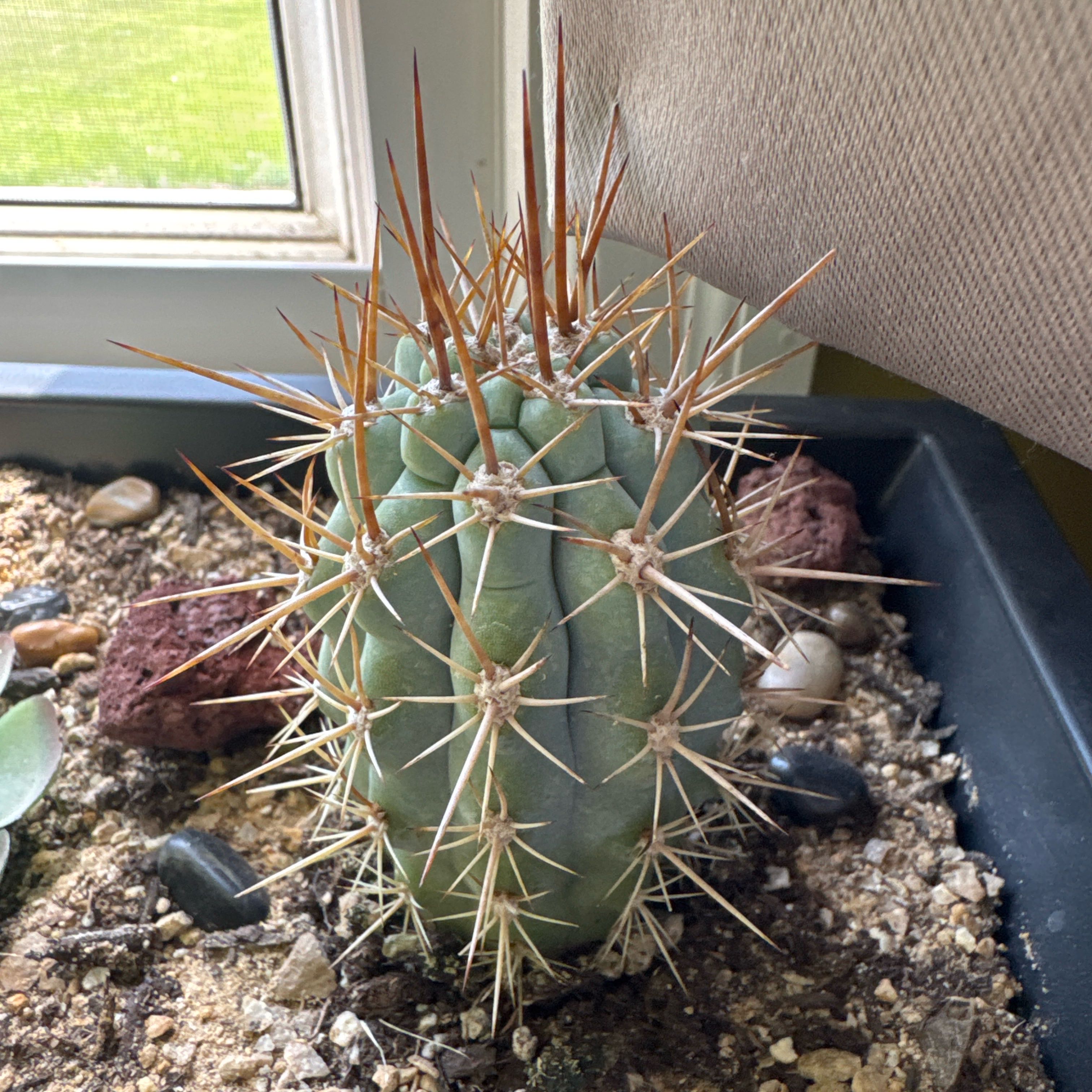 Photo of the plant species Scarlet Hedgehog Cactus by @HunkyTutu26 named Elle on Greg, the plant care app