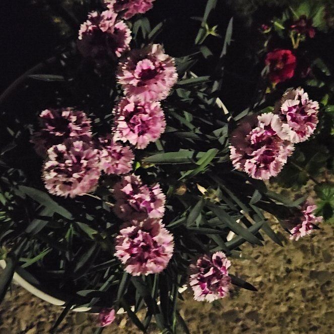 Photo of the plant species Border Carnation by @CalmGeropogon54 named Darwin on Greg, the plant care app