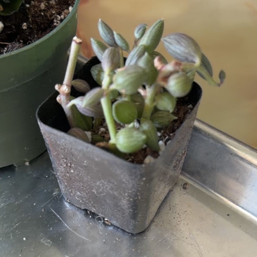 Photo of the plant species Watermelon Bead by @HotCalethea19 named Elle on Greg, the plant care app