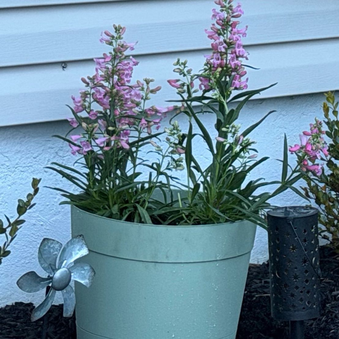 Photo of the plant species Angelonia 'Archangel Ruby Sangria' by @HotCalethea19 named ChloroPhil on Greg, the plant care app