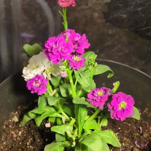 Photo of the plant species Brompton Stock by @QuesterSnowrose named Girlfrond on Greg, the plant care app