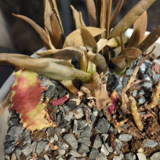 Photo of the plant species Hottentot Fig by @QuesterSnowrose named Tree Diddy on Greg, the plant care app