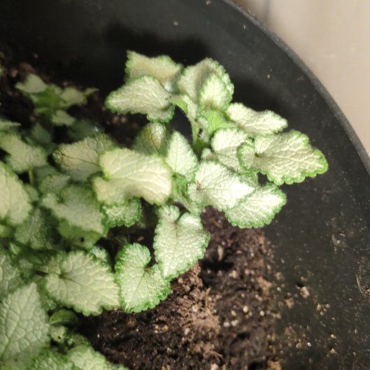 Photo of the plant species Spotted Deadnettle by @QuesterSnowrose named Lebron on Greg, the plant care app