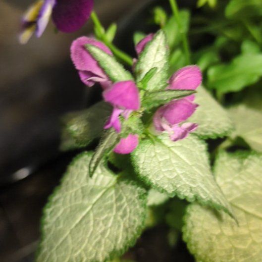 Photo of the plant species Spotted Deadnettle by @QuesterSnowrose named LiloStitch on Greg, the plant care app