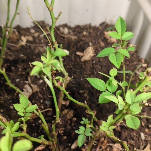 Photo of the plant species Multiflora Rose by @QuesterSnowrose named Foxxy on Greg, the plant care app