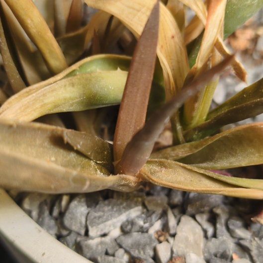 Photo of the plant species Lecheguilla by @QuesterSnowrose named Elina on Greg, the plant care app