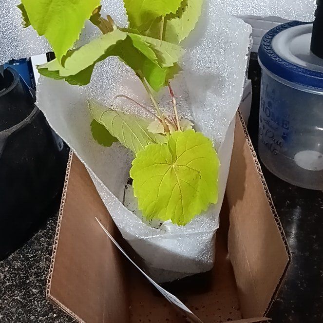Photo of the plant species Frost Grape by @SurefireHautree named Ulysses S Plant on Greg, the plant care app