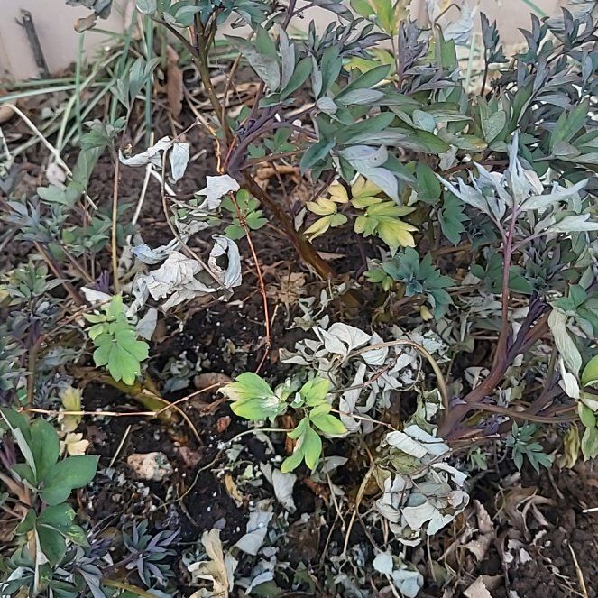 Photo of the plant species Asian Bleeding-Heart by @WinCurrytree87 named Eva on Greg, the plant care app