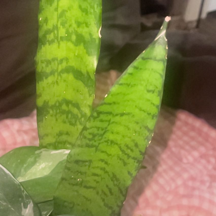 Photo of the plant species African Spotted Orchid by @ZestyMayten59 named Anne on Greg, the plant care app