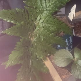 Photo of the plant species Australian Brake by @ZestyMayten59 named Muhammad Ali on Greg, the plant care app
