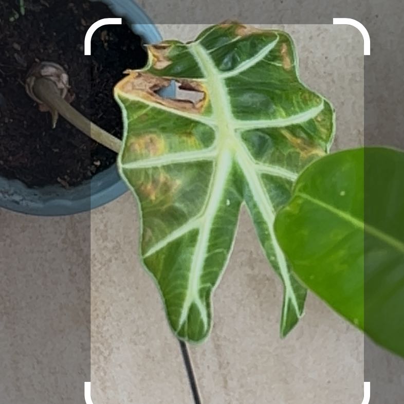 Photo of the plant species Kris Plant by @LordKurrajong22 named Mando on Greg, the plant care app
