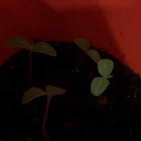 Photo of the plant species Cucumber Straight Eight by @Sophia1229 named Orwell on Greg, the plant care app