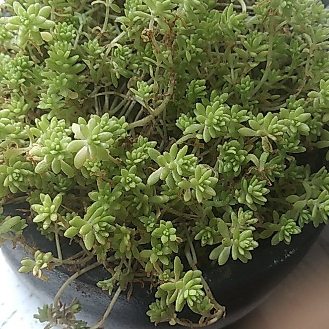 Photo of the plant species Spanish Stonecrop by @NativeDecodon16 named Gaga on Greg, the plant care app