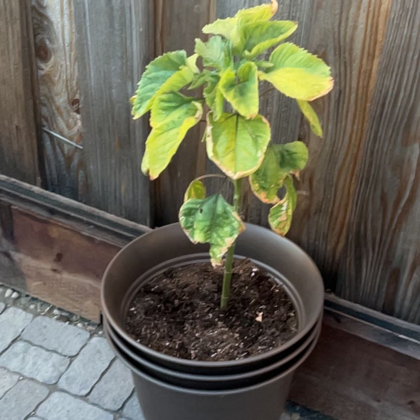Photo of the plant species Sunflower by @KOZUMA named Sunny on Greg, the plant care app