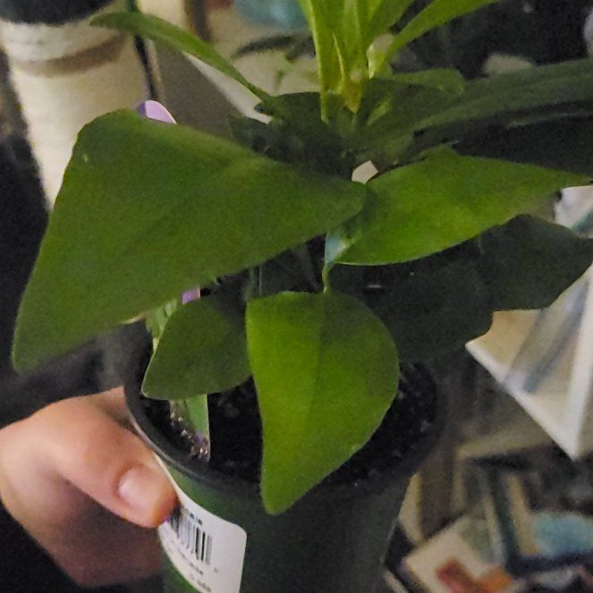 Photo of the plant species Low Shoebutton by @ExecutiveTutu named Molly on Greg, the plant care app