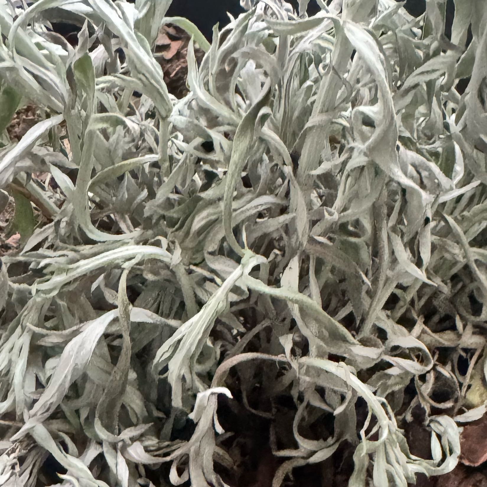 Photo of the plant species White Sagebrush by @BusyKawakawa49 named Dot on Greg, the plant care app
