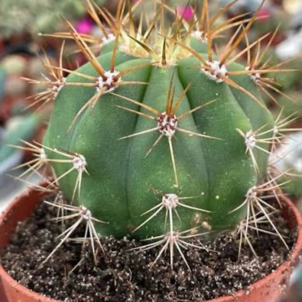 Photo of the plant species Scarlet Hedgehog Cactus by @FreeChayote16 named Scarlett on Greg, the plant care app