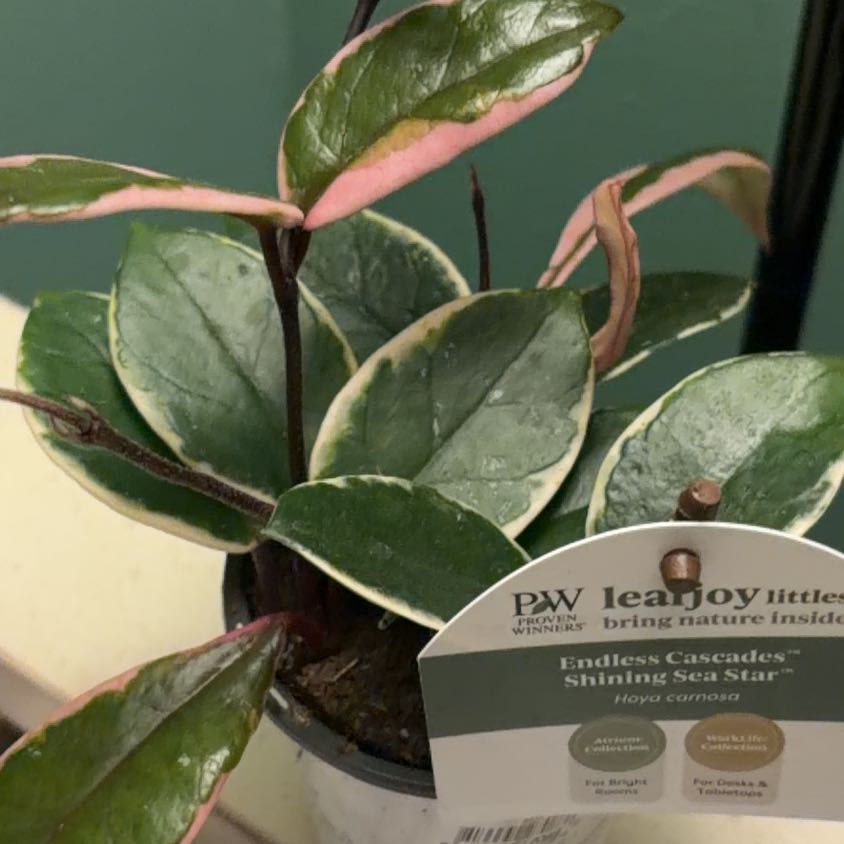 Photo of the plant species Hoya 'Shining Sea Star' by @DeluxeAtom24 named Austen on Greg, the plant care app