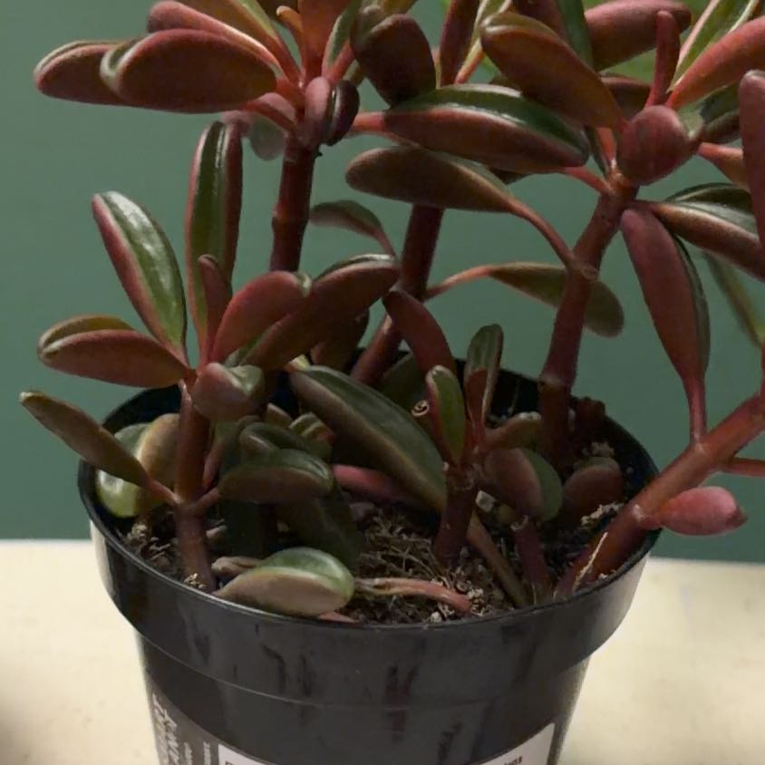 Photo of the plant species Ruby Glow Peperomia by @DeluxeAtom24 named ChloroPhil on Greg, the plant care app