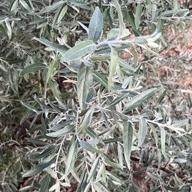 Photo of the plant species Russian Olive by @ModelAlmond76 named Gaga on Greg, the plant care app
