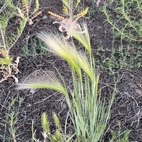 Photo of the plant species Witch-Grass by @ModelAlmond76 named Hemingway on Greg, the plant care app