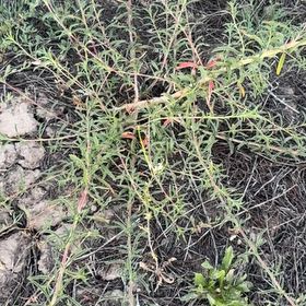 Photo of the plant species Kali tragus by @ModelAlmond76 named Orlando Bloom on Greg, the plant care app
