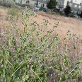 Photo of the plant species Baby's Breath by @ModelAlmond76 named Beckham on Greg, the plant care app