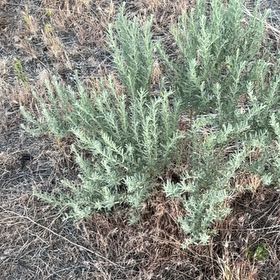 Photo of the plant species Sage Brush by @ModelAlmond76 named Shakira on Greg, the plant care app