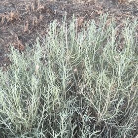 Photo of the plant species California Sagebrush by @ModelAlmond76 named Dax on Greg, the plant care app