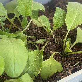 Photo of the plant species Wild Radish by @ModelRustyfig33 named Rädisor on Greg, the plant care app