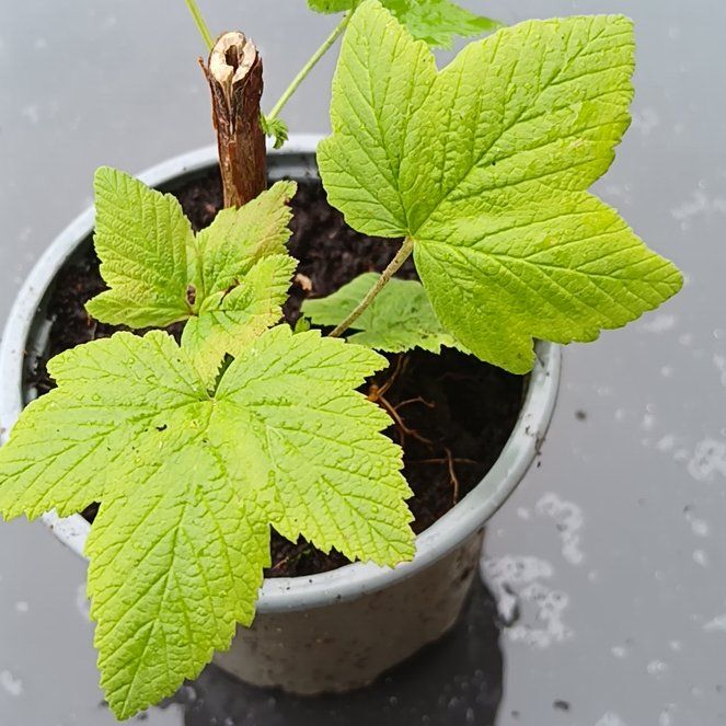 Photo of the plant species Sycamore Maple by @RootedSquash7 named Duke on Greg, the plant care app