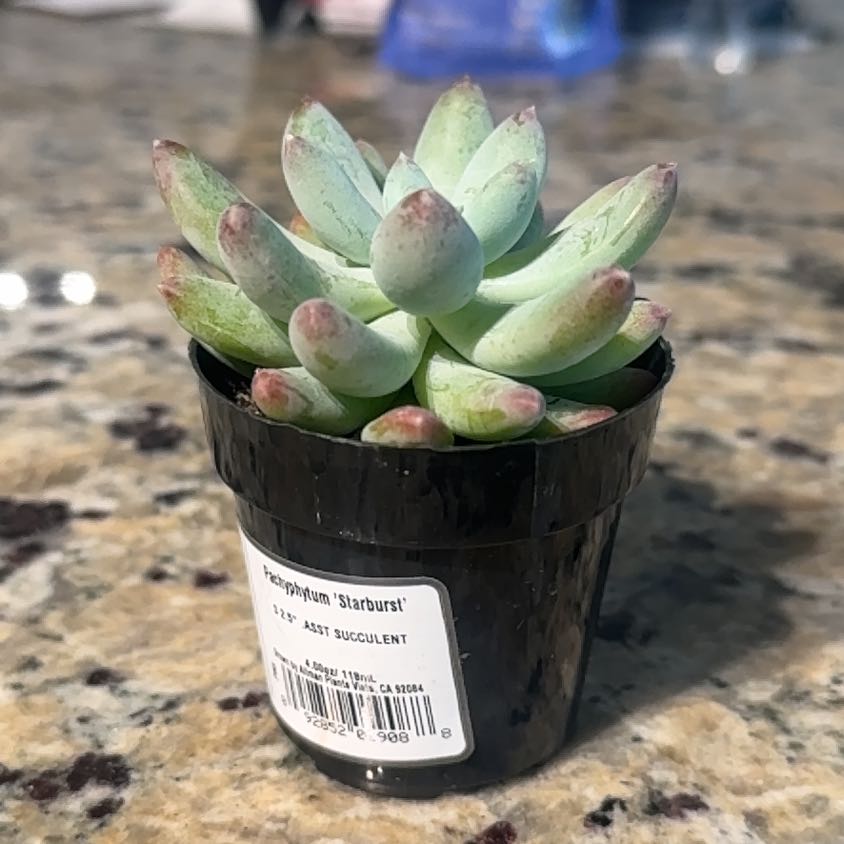 Photo of the plant species Pachyphytum 'Starburst' by @AnewMirabilis32 named Harmony on Greg, the plant care app