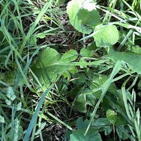 Photo of the plant species Lesser Burrdock by @SirDeergrass34 named Nemo on Greg, the plant care app