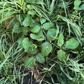 Photo of the plant species Poison Ivy by @SirDeergrass34 named Navajo on Greg, the plant care app