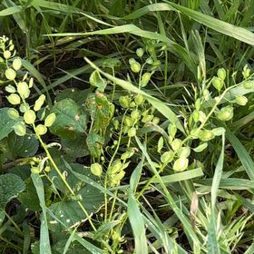 Photo of the plant species Field Pennycress by @SirDeergrass34 named Sigmund on Greg, the plant care app