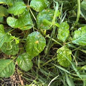 Photo of the plant species Poison Ivy by @SirDeergrass34 named Fernie Saunders on Greg, the plant care app
