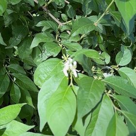 Photo of the plant species Amur Honeysuckle by @SirDeergrass34 named Plato on Greg, the plant care app