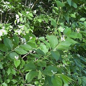 Photo of the plant species Amur Honeysuckle by @SirDeergrass34 named Duke on Greg, the plant care app